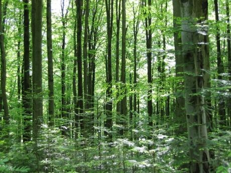 Ogłoszenie o nabywaniu lasów lub gruntów przeznaczonych                do zalesienia